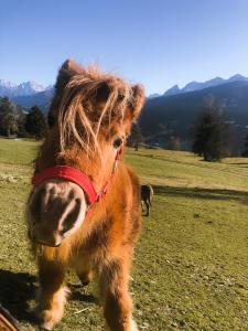 Tiefentalhof - Urlaub am Bauernhof