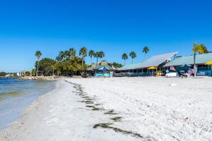 Come Staythe Dolphins Play!