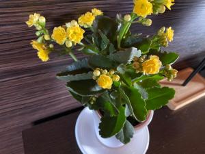 Da Fang Hua Yuan Xiao Homestay