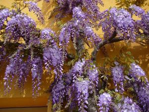 Appartements Gite La Glycine : photos des chambres