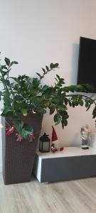 Triventi Apartament Rajski