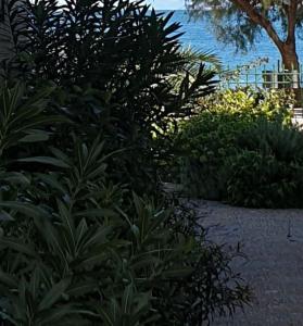 GARDEN LEFKANTI sea rooms & aparts