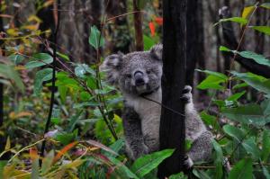 True North - 4BR Home & Garden in Bush Setting with Huge Bath