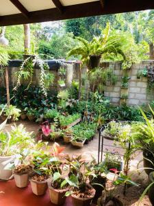 Ossa home stay