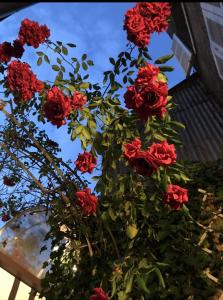 COMME UNE MAISON, duplex terrasse hypercentre de Trouville