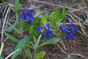 Appartements Zermatt Paradies