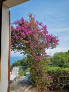 casa panoramica bouganville