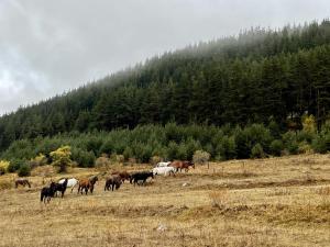 Kassandrov Guest House Ravnogor Касандрова къща Равногор