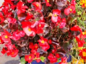 Terpsichori Guesthouse