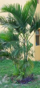 Winterville Flats e Bangalôs