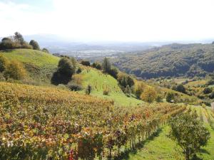 Vineyard Cottage Janko & Metka