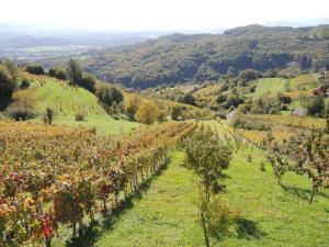 Vineyard Cottage Janko & Metka 