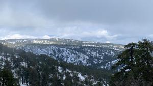 Pinecone Platres - 3 Units