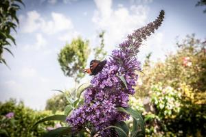 Country House Poggio Fiorito