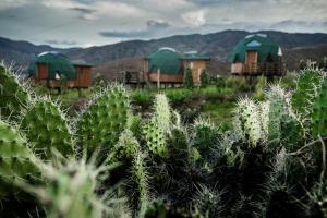 Los Nopales Glamping