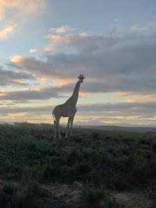 Fijnbosch Game Lodge Jeffreys Bay