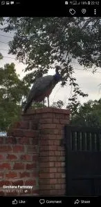 Gimhana farmstay - Kirikkulama