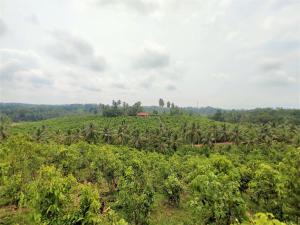Aroma Woods