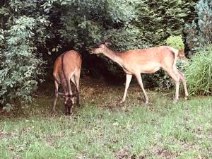 Apartamenty Jelonek Zakopane