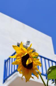 Hotel Bilia Paros Greece