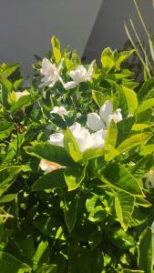 Pousada Gardenia Guest House