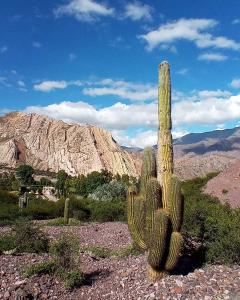 Cabaña Flor de Cardón-Juella.