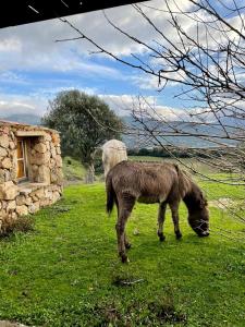 Maisons de vacances BERGERIE PARADISU, Domaine de l Ogliastru : photos des chambres