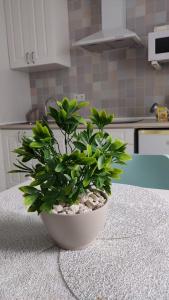 Guimar New Style, tu nueva elección