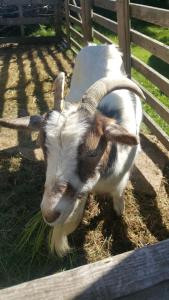 Yourte 6 pers séjour cosy avec poêle à bois près Provins