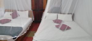 Rainforest Holiday Inn