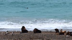 Lo de Simon- Cabañas