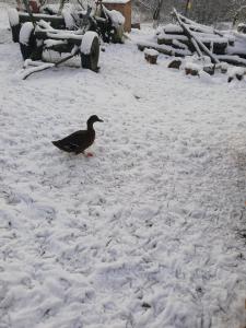 Agroturystyka u Janosika