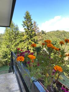 Apartmani Jarevac