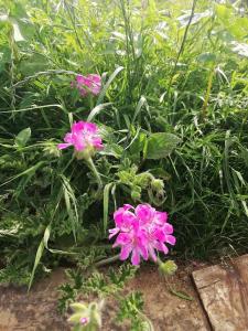 Muckruss Lodge Clonakilty An Oasis of Tranquility