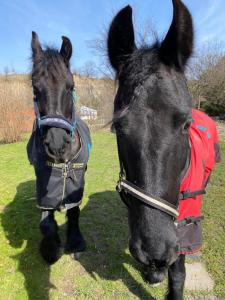 Całoroczne jurty mongolskie - "Domy Słońca"