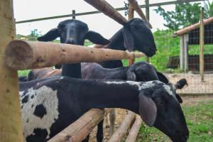 Chacara Maluco Beleza 2