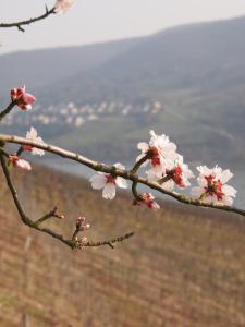 Gastehaus Weingut Rossler