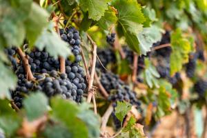 Agriturismo S'Incant'e Sinis img54