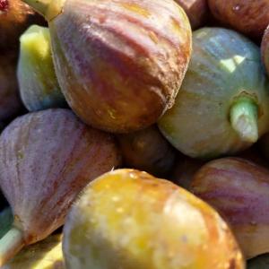 Maisons d'hotes Au Clos des Figues : Chambre Double - Vue sur Jardin