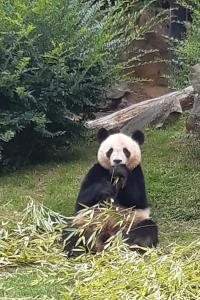 Maisons de vacances Gite la belle vie a 5kms du zoo de beauval : photos des chambres