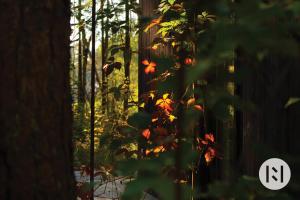 Rabarberi LV just 15min walk to SeaSide