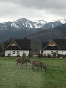 Willa skoczek Apartament południowy z widokiem na całe Tatry plus Aneks kuchenny