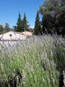 Maisons de vacances Pool House Matisse in large park : photos des chambres