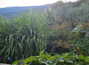 Chambres dhôtes des Oliviers