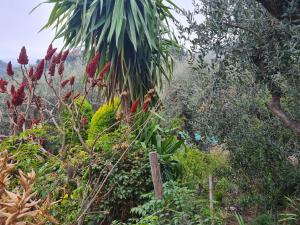 Chambres dhôtes des Oliviers