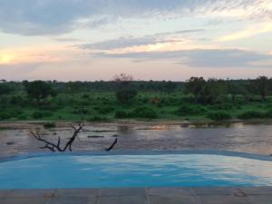 Buffalo Brooke - Mjejane Game Reserve