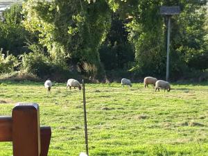 Campings Roulotte Beaulieu : photos des chambres