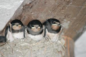 Pension Am Vogelherd