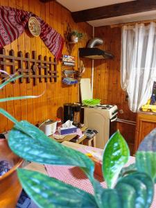 Cabana Bellavista Bușteni