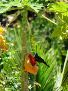 Chalé Vista da Mata DM, 5km Centro Domingos Martins, Wi Fi, fibra óptica, SPA aquecido, split, privacidade, aceita pets